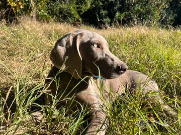 Weimaraner cucciola