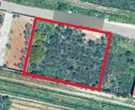 TERRENO AGRICOLO