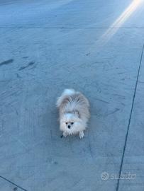 Spitz Pomerania con pedigree,engi