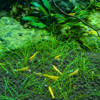 Neocaridina neon yellow