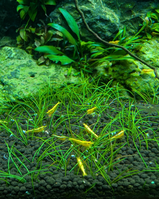 Neocaridina neon yellow
