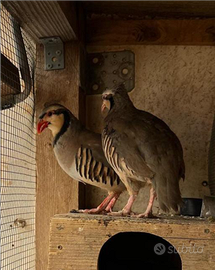 Coturnici chukar
