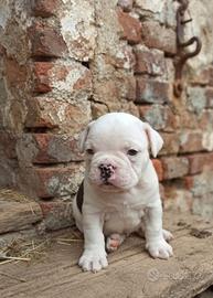 Cucciole Bouledogue Bulldog francese