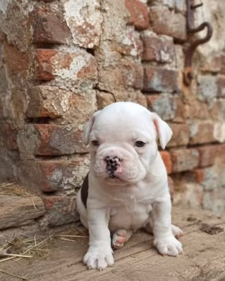 Cucciole Bouledogue Bulldog francese