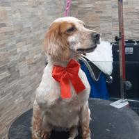 Cucciola in adozione