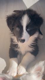 Border collie