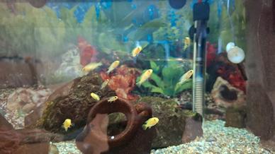 Ciclidi Africani del Lago Malawi