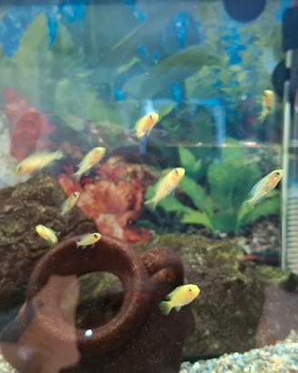 Ciclidi Africani del Lago Malawi