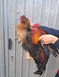 Galline nane