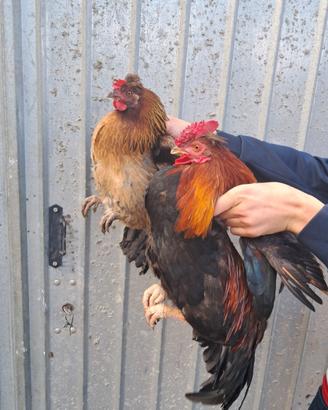 Galline nane