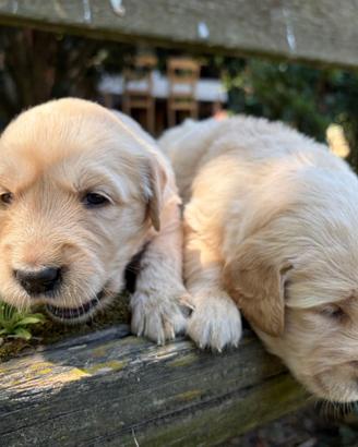 Cucciole di golden retriver