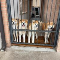 Akita inu con pedigree