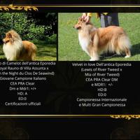 Collie Pastore scozzese