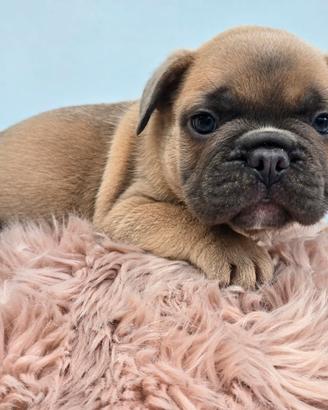 Bulldog francese blu fawn esotico