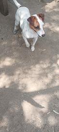 Maschio jack russell