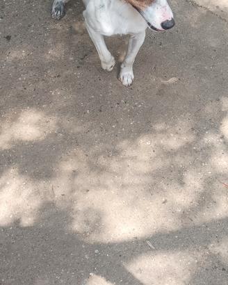 Maschio jack russell