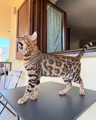 Bengala per monta