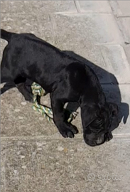 Cane corso