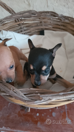 Pinscher Toy zwergpischer