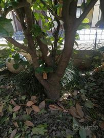 Piante per siepe lauro ceraso