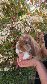 Coniglio ariete cucciolo