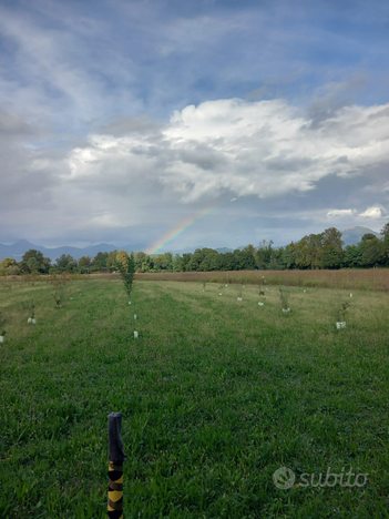 Terreno agricolo