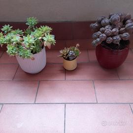 Piante grasse