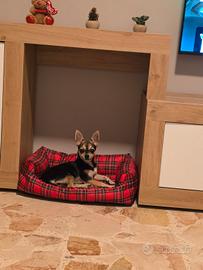 Chihuahua Pinscher