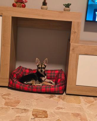 Chihuahua Pinscher