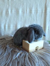 Coniglio nano blu di vienna ariete minilop puro