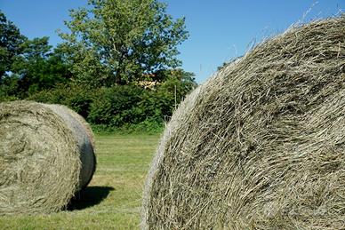 Fieno di primo taglio