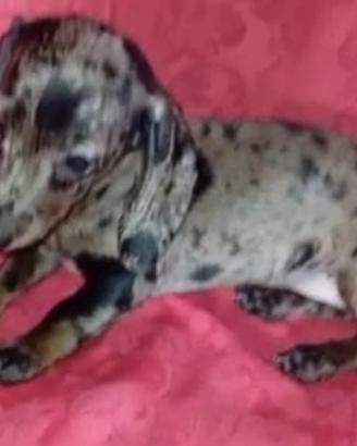 Bassotto tedesco cucciolotti kaninchen