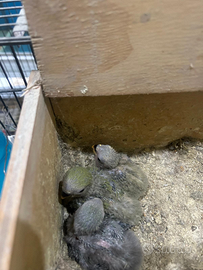 Inseparabili da allevare a mano