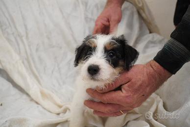 Cuccioli di Jack Russell Terrier