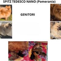 Vendita di cuccioli Spitz tedesco nano pomerania