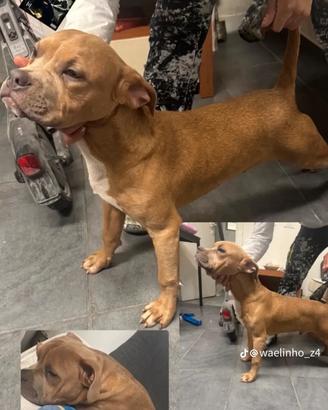 Amstaff pit bull