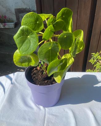 Pianta dei soldi