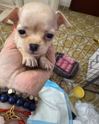 Chihuahua toy
