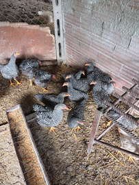 Pollastrelli di Amrock