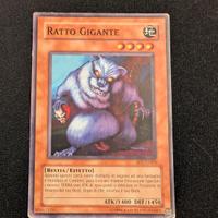 ratto gigante SD7