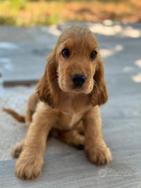 Cocker spaniel inglesi con pedigree ENCI