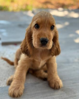 Cocker spaniel inglesi con pedigree ENCI