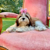 Meravigliosi cani ShihTzu