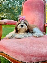 Meravigliosi cani ShihTzu