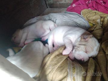 Cuccioli pointer