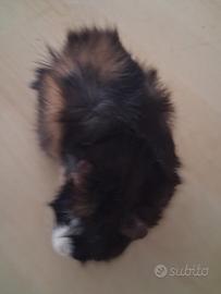 Cavie porcellini d'india