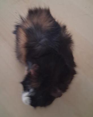 Cavie porcellini d'india