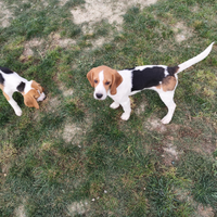 Ultimo Beagle maschio con pedigree