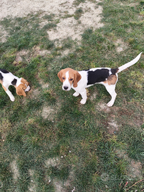 Ultimo Beagle maschio con pedigree