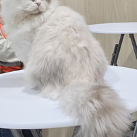 Scottish straight Highland e British